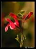 Fleurs_124