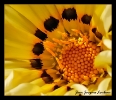 Fleurs_125