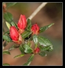 Fleurs_127