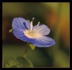 Fleurs_128