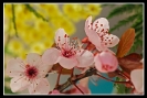 Fleurs_129