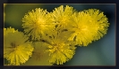 Fleurs_12