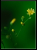 Fleurs_130
