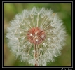 Fleurs_131