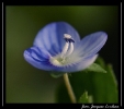 Fleurs_133