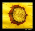 Fleurs_135