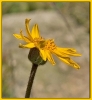 Fleurs_136