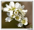 Fleurs_137