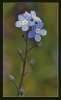 Fleurs_138