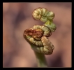 Fleurs_139