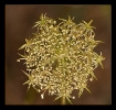 Fleurs_13