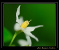 Fleurs_140