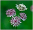 Fleurs_141