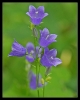 Fleurs_142