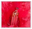 Fleurs_143