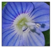 Fleurs_144