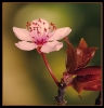 Fleurs_145
