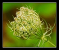 Fleurs_146