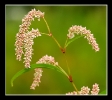 Fleurs_149