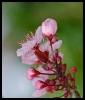 Fleurs_14