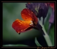 Fleurs_150