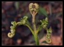 Fleurs_151