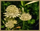 Fleurs_152