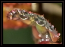 Fleurs_153