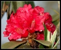 Fleurs_154