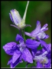 Fleurs_156