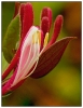 Fleurs_157