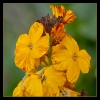 Fleurs_158