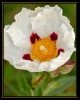 Fleurs_159
