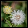 Fleurs_15