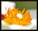 Fleurs_160