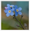 Fleurs_161