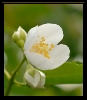Fleurs_162