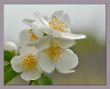 Fleurs_163