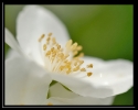 Fleurs_164
