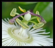 Fleurs_165