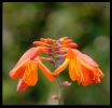 Fleurs_166