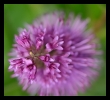 Fleurs_167