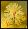 Fleurs_168