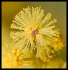 Fleurs_169