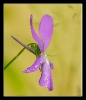 Fleurs_16