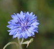Fleurs_171