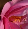 Fleurs_172