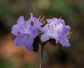 Fleurs_173