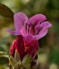 Fleurs_174
