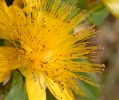 Fleurs_175